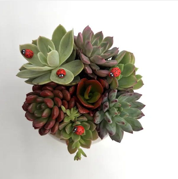 20 pcs, Mini Wooden Ladybugs, with Stickers, for DIY Handicraft, Card Making, Garden, Party Décor, Room Decoration. - Image 2